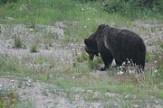 135 - Banff,Lake Louise,Morraine Lake  - IMG_0820